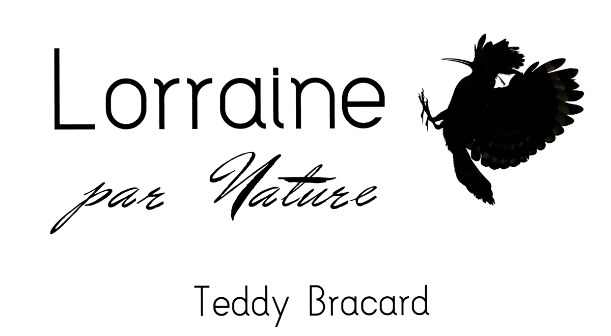 Lorraine par Nature, le livre de Teddy Bracard